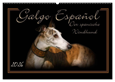Galgo Español 2026- Der spanische Windhund (Wandkalender 2026 DIN A2 quer), CALVENDO Monatskalender
