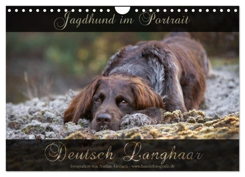 Jagdhund im Portrait - Deutsch Langhaar (Wandkalender 2027 DIN A4 quer), CALVENDO Monatskalender