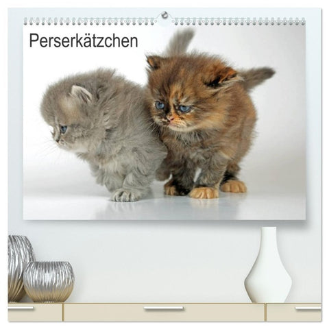 Perserkätzchen / CH-Version (hochwertiger Premium Wandkalender 2026 DIN A2 quer), Kunstdruck in Hochglanz