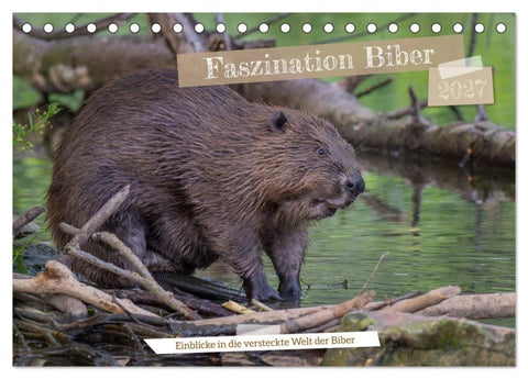 Faszination Biber (Tischkalender 2027 DIN A5 quer), CALVENDO Monatskalender