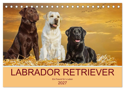 Labrador Retriever - Ein Freund für´s Leben (Tischkalender 2027 DIN A5 quer), CALVENDO Monatskalender