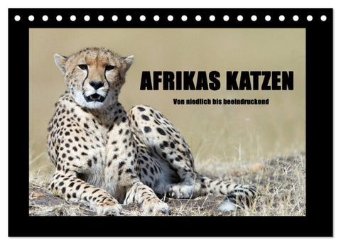 Afrikas Katzen (Tischkalender 2026 DIN A5 quer), CALVENDO Monatskalender