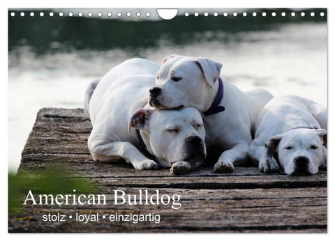 American Bulldog - stolz, loyal, einzigartig (Wandkalender 2027 DIN A4 quer), CALVENDO Monatskalender