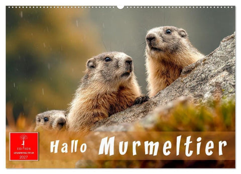 Hallo Murmeltier (Wandkalender 2027 DIN A2 quer), CALVENDO Monatskalender