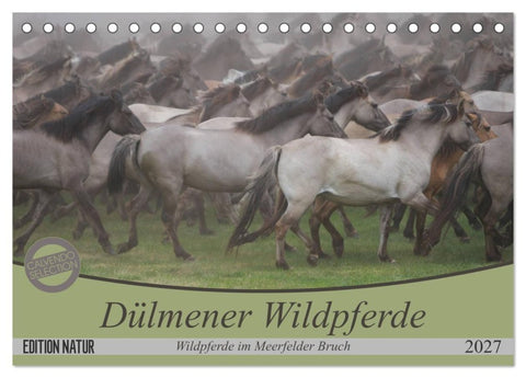 Dülmener Wildpferde - Wildpferde im Meerfelder Bruch (Tischkalender 2027 DIN A5 quer), CALVENDO Monatskalender
