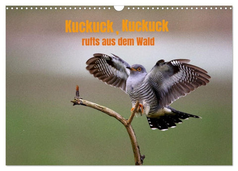 Kuckuck,Kuckuck,rufts aus dem Wald (Wandkalender 2027 DIN A3 quer), CALVENDO Monatskalender