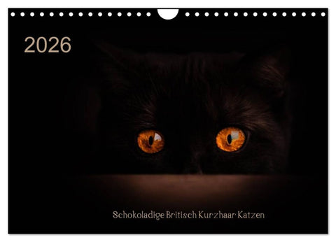 Schokoladige Britisch Kurzhaar Katzen (Wandkalender 2026 DIN A4 quer), CALVENDO Monatskalender