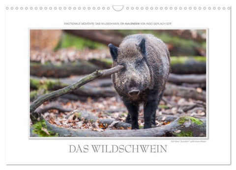 Emotionale Momente: Das Wildschwein. / CH-Version (Wandkalender 2026 DIN A3 quer), CALVENDO Monatskalender