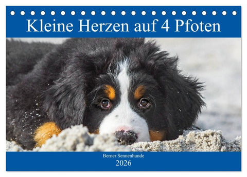 Kleine Herzen auf 4 Pfoten - Berner Sennenhunde (Tischkalender 2026 DIN A5 quer), CALVENDO Monatskalender