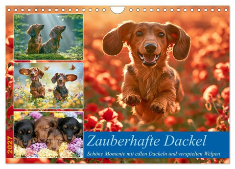 Zauberhafte Dackel (Wandkalender 2027 DIN A4 quer), CALVENDO Monatskalender