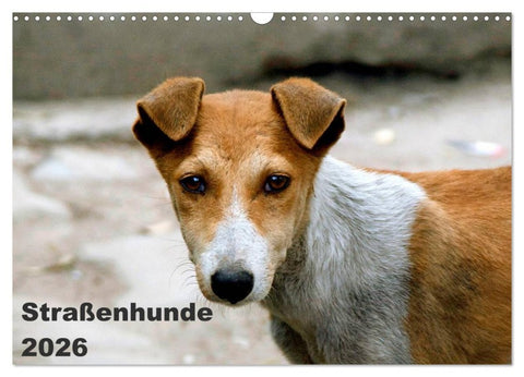 Straßenhunde (Wandkalender 2026 DIN A3 quer), CALVENDO Monatskalender