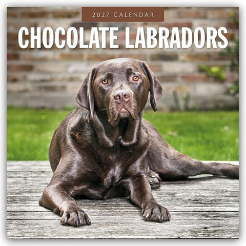 Chocolate Labrador Retrievers – Schokoladenbraune Labrador Retriever 2027 – 16-Monatskalender