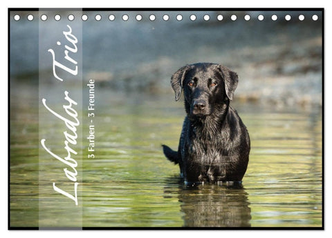Labrador Trio - 3 Farben, 3 Freunde (Tischkalender 2027 DIN A5 quer), CALVENDO Monatskalender