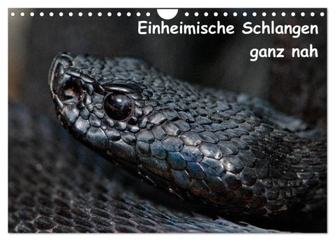 Einheimische Schlangen ganz nah (Wandkalender 2027 DIN A4 quer), CALVENDO Monatskalender