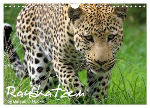 Raubkatzen (Wandkalender 2027 DIN A4 quer), CALVENDO Monatskalender