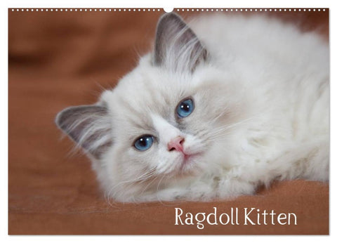 Ragdoll Kitten (Wandkalender 2026 DIN A2 quer), CALVENDO Monatskalender
