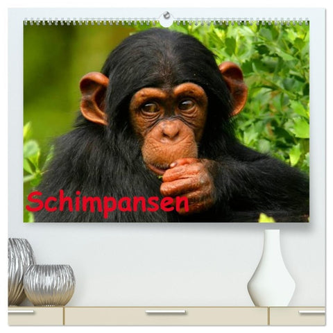 Schimpansen (hochwertiger Premium Wandkalender 2026 DIN A2 quer), Kunstdruck in Hochglanz