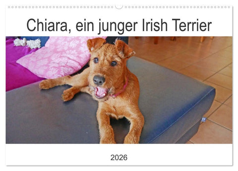 Chiara, ein junger Irish Terrier (Wandkalender 2026 DIN A2 quer), CALVENDO Monatskalender