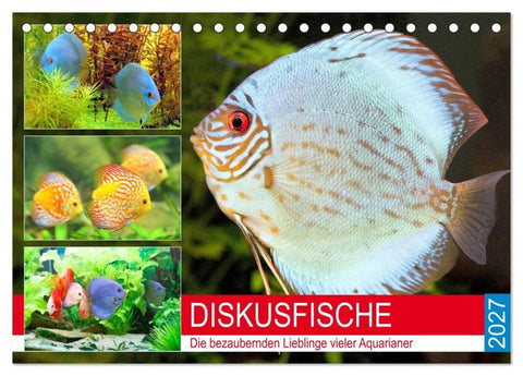 Diskusfische. Die bezaubernden Lieblinge vieler Aquarianer (Tischkalender 2027 DIN A5 quer), CALVENDO Monatskalender