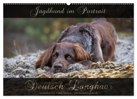 Jagdhund im Portrait - Deutsch Langhaar (Wandkalender 2027 DIN A2 quer), CALVENDO Monatskalender