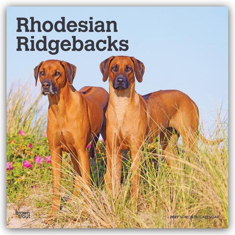 Rhodesian Ridgebacks – Rhodesian Ridgeback 2027 – 16-Monatskalender