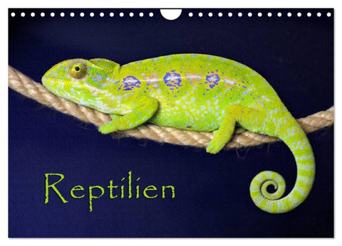 Reptilien (Wandkalender 2027 DIN A4 quer), CALVENDO Monatskalender