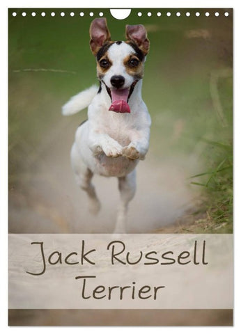 Jack Russell Terrier (Wandkalender 2026 DIN A4 hoch), CALVENDO Monatskalender