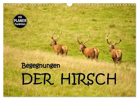 Begegnungen. DER HIRSCH (Wandkalender 2026 DIN A3 quer), CALVENDO Monatskalender