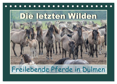 Die letzten Wilden - freilebende Pferde in Dülmen (Tischkalender 2027 DIN A5 quer), CALVENDO Monatskalender