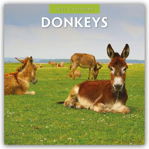 Donkeys – Esel 2027 – 16-Monatskalender