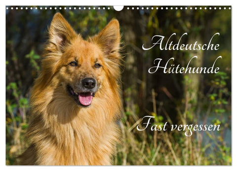 Altdeutsche Hütehunde - Fast vergessen (Wandkalender 2026 DIN A3 quer), CALVENDO Monatskalender