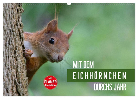 Mit dem Eichhörnchen durchs Jahr (Wandkalender 2026 DIN A2 quer), CALVENDO Monatskalender