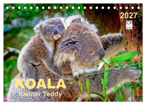 Koala - kleiner Teddy (Tischkalender 2027 DIN A5 quer), CALVENDO Monatskalender