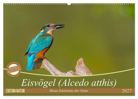 Eisvögel (Alcedo atthis) - Edelsteine der Natur (Wandkalender 2027 DIN A2 quer), CALVENDO Monatskalender