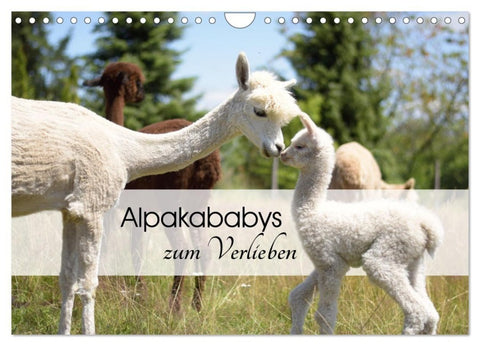 Alpakababys zum Verlieben (Wandkalender 2027 DIN A4 quer), CALVENDO Monatskalender