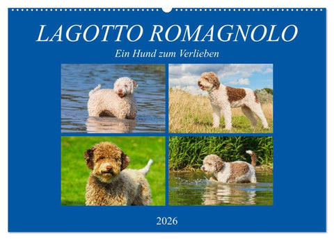 Lagotto Romagnolo - Ein Hund zum Verlieben (Wandkalender 2026 DIN A2 quer), CALVENDO Monatskalender