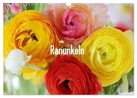 Ranunkeln (Wandkalender 2027 DIN A3 quer), CALVENDO Monatskalender