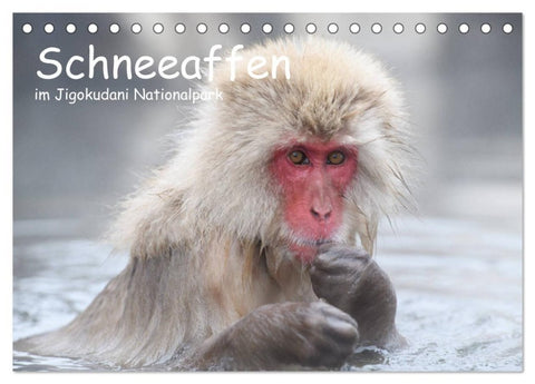 Schneeaffen im Jigokudani Nationalpark (Tischkalender 2027 DIN A5 quer), CALVENDO Monatskalender