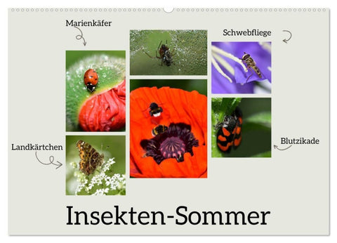 Insekten-Sommer (Wandkalender 2027 DIN A2 quer), CALVENDO Monatskalender