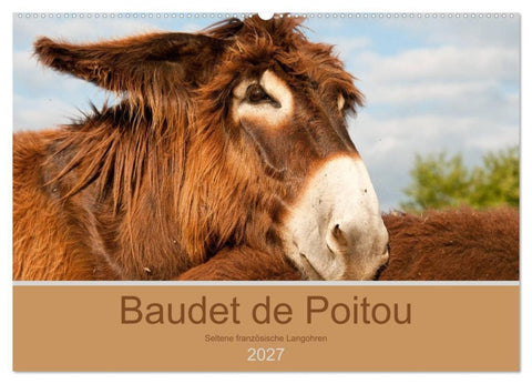 Baudet de Poitou - Seltene französische Langohren (Wandkalender 2027 DIN A2 quer), CALVENDO Monatskalender