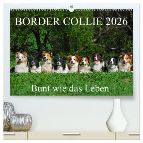 Border Collie 2026 (hochwertiger Premium Wandkalender 2026 DIN A2 quer), Kunstdruck in Hochglanz