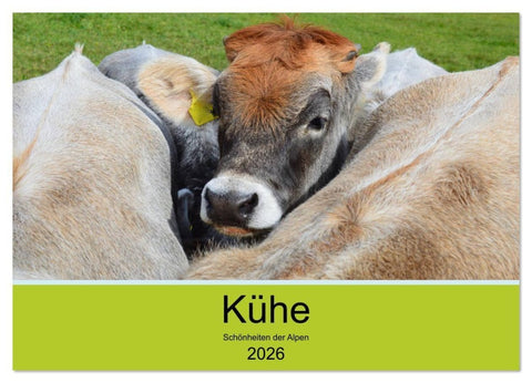 Kühe - Schönheiten der Alpen (Wandkalender 2026 DIN A2 quer), CALVENDO Monatskalender
