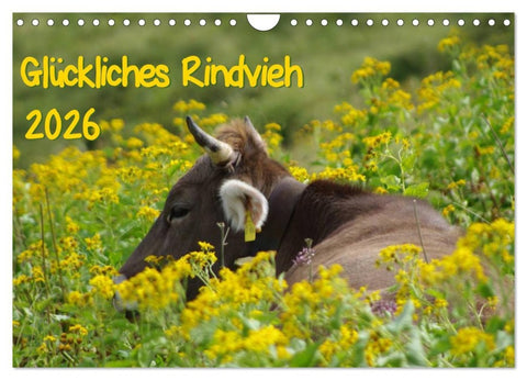 Glückliches Rindvieh 2026 (Wandkalender 2026 DIN A4 quer), CALVENDO Monatskalender