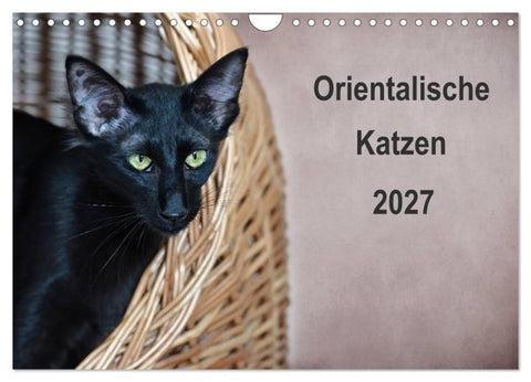 Orientalische Katzen (Wandkalender 2027 DIN A4 quer), CALVENDO Monatskalender