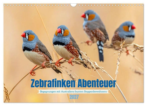 Zebrafinken Abenteuer (Wandkalender 2027 DIN A3 quer), CALVENDO Monatskalender