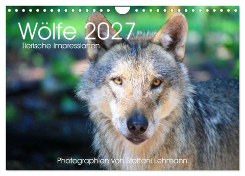 Wölfe 2027. Tierische Impressionen (Wandkalender 2027 DIN A4 quer), CALVENDO Monatskalender