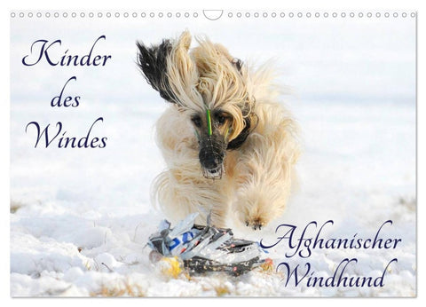 Kinder des Windes - Afghanischer Windhund (Wandkalender 2026 DIN A3 quer), CALVENDO Monatskalender