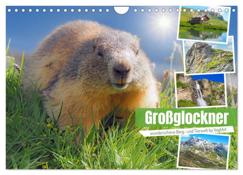 Großglockner wunderschöne Berg- und Tierwelt (Wandkalender 2026 DIN A4 quer), CALVENDO Monatskalender