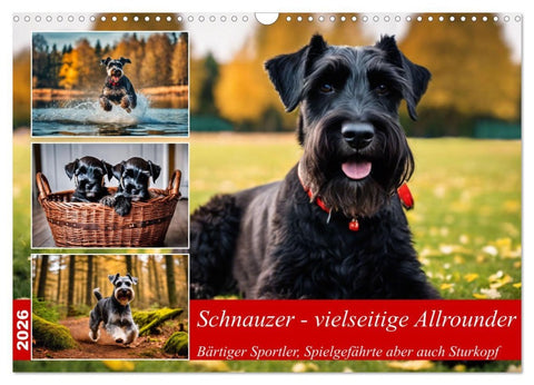 Schnauzer - vielseitige Allrounder (Wandkalender 2026 DIN A3 quer), CALVENDO Monatskalender