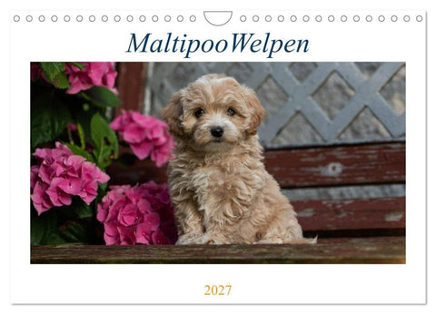 Maltipoo Welpen (Wandkalender 2027 DIN A4 quer), CALVENDO Monatskalender